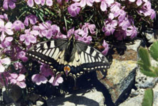 Dianthus shinanensis